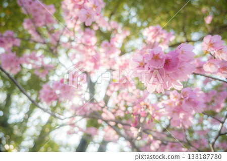 「公園」（四月）[櫻花] 春日陽光下盛開的櫻花；四月在櫻花樹下欣賞櫻花。 138187780