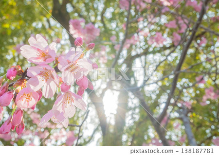 "Park" (April) [Cherry Blossoms] Cherry blossoms bathed in spring sunlight; enjoying cherry blossom viewing under the cherry trees in April. 138187781