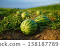 Green watermelons in the field, closeup of photo. Summer 138187789