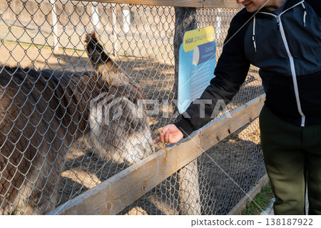 Man feeding llama through fence in zoo enclosure showing human interaction with captive animal and highlighting ethical concerns of wildlife captivity 138187922