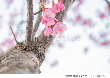 「公園」（四月）[櫻花] 春日陽光下盛開的櫻花；四月在櫻花樹下欣賞櫻花。 138187929