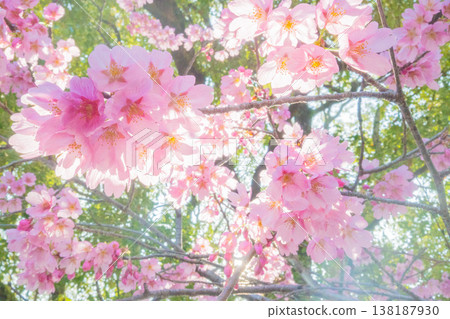 「公園」（四月）[櫻花] 春日陽光下盛開的櫻花；四月在櫻花樹下欣賞櫻花。 138187930