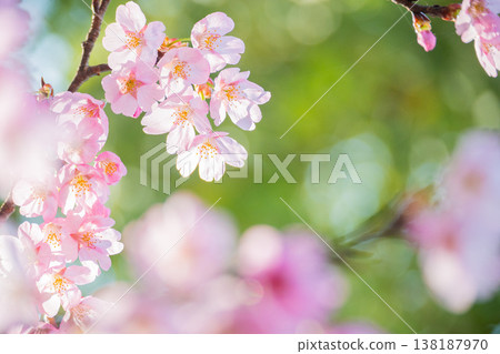 「公園」（四月）[櫻花] 春日陽光下盛開的櫻花；四月在櫻花樹下欣賞櫻花。 138187970
