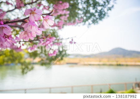 「公園」（四月）[櫻花] 春日陽光下盛開的櫻花；四月在櫻花樹下欣賞櫻花。 138187992