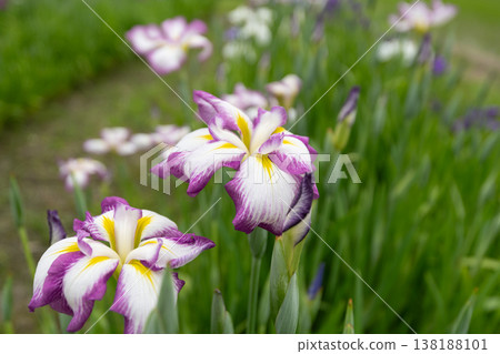 鳶尾花 138188101