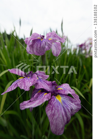 鳶尾花 138188102