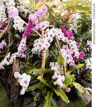 Orchid, Phalaenopsis orchid, Pink orchid, 兰 (kochōran) 138188139