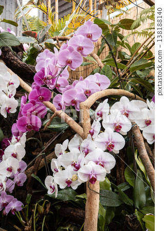 蘭花 蝴蝶蘭 Pink orchid 蘭 こちょうらん 蘭花 蝴蝶蘭 Pink orchid 蘭 こちょうらん 138188140