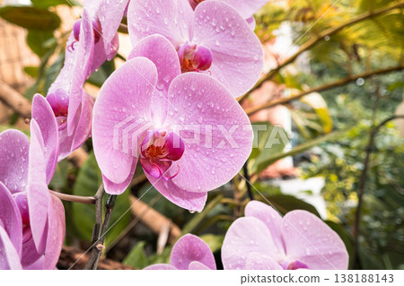 Orchid, Phalaenopsis orchid, Pink orchid, 兰 (kochōran) Orchid, Phalaenopsis orchid, Pink orchid, 兰 (kochōran) 138188143