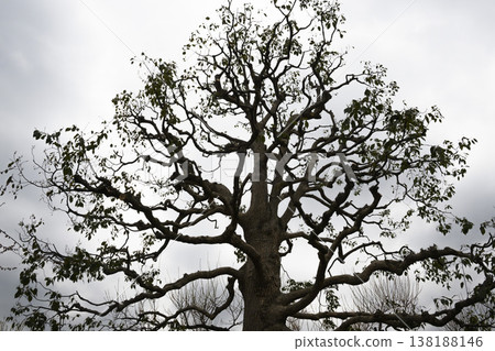 The surreal shape of a camphor tree in early spring The surreal shape of a camphor tree in early spring 138188146