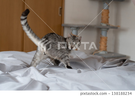 Cute cat playing with a toy, brown tabby cat Cute cat playing with a toy, brown tabby cat 138188234