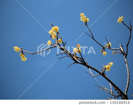 The lovely wintersweet flowers bloomed on a sunny March day. The lovely wintersweet flowers bloomed on a sunny March day. 138188918
