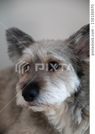 Close up portrait of cute small terrier dog with expressive eyes indoors at home 138188970