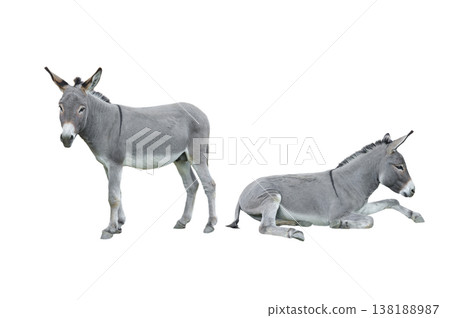 two donkey isolated on white background two donkey isolated on white background 138188987