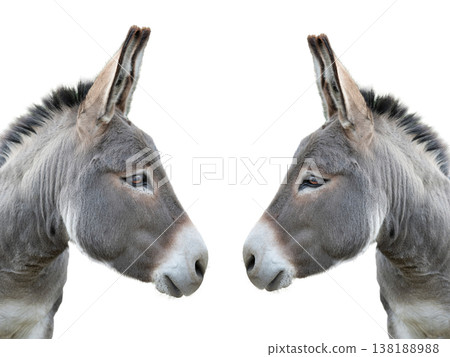 two portrait donkey isolated on white background 138188988