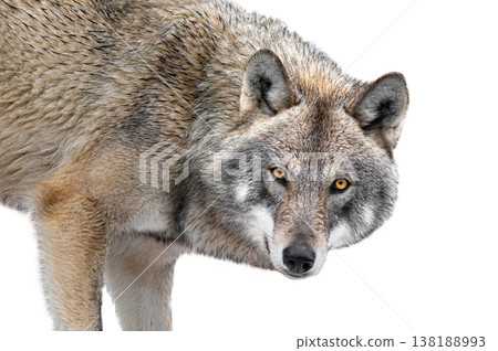 portrait of majestic wolf isolated on white background portrait of majestic wolf isolated on white background 138188993