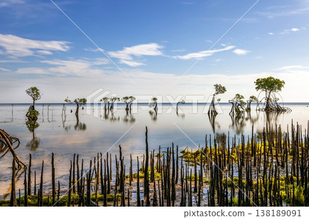 Beautiful tropical beach sea and ocean with mangrove tree on blue sky and white cloud 138189091