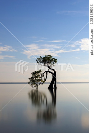 Beautiful tropical beach sea and ocean with mangrove tree on blue sky and white cloud 138189098