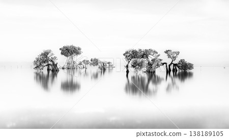 Beautiful tropical beach sea and ocean with mangrove tree on blue sky and white cloud 138189105