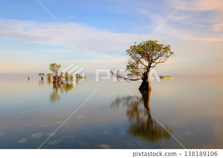 Beautiful tropical beach sea and ocean with mangrove tree on blue sky and white cloud 138189106