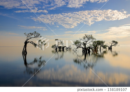 Beautiful tropical beach sea and ocean with mangrove tree on blue sky and white cloud 138189107