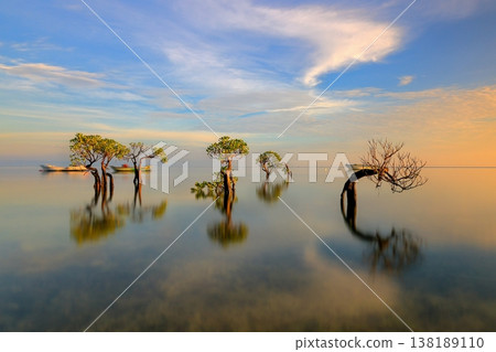 Beautiful tropical beach sea and ocean with mangrove tree on blue sky and white cloud 138189110