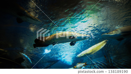 Redtail Catfish Side View. Phractocephalus Hemioliopterus Is Large Species Of South American Pimelodid (long-whiskered) Catfish. It Is Known In As Cajaro. Only Extant Species Of Its Genus 138189190