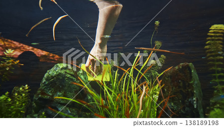 Cleaning Zoo Aquarium With A Sponge For Washing. Needlefish Small Puffer Fish Swim In Aquarium. Cleaning In A Large Aquarium. Fish Care. Puffer Fish Family Belonidae Or Long Puffer Fish Carnivorous 138189198