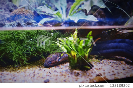 Electric Eel Lies On Bottom Of Aquarium. Electric Eels Genus, Electrophorus, Of Neotropical Freshwater Fish From South America In The Family Gymnotidae. Electric Eels Nocturnal, Obligate Air-breathing Electric Eel Lies On Bottom Of Aquarium. Electric Eels Genus, Electrophorus, Of Neotropical Freshwater Fish From South America In The Family Gymnotidae. Electric Eels Nocturnal, Obligate Air-breathing 138189202