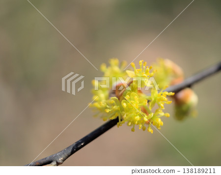 Dankobai flower blooming in March heralds the arrival of spring 138189211