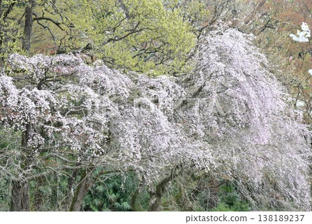 (Minuma rice fields) Weeping cherry blossoms in full bloom, bathed in the spring sunshine. 138189237