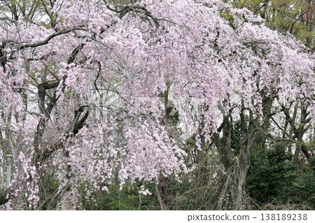 (Minuma rice fields) Weeping cherry blossoms in full bloom, bathed in the spring sunshine. 138189238
