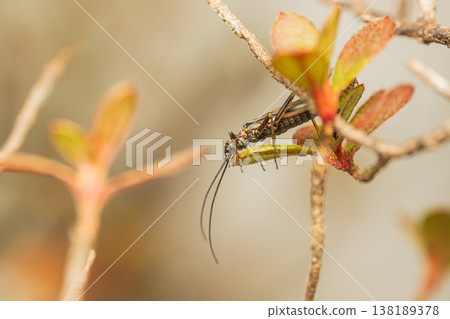 Stoneflies (Platypleura species) perched on plant leaves in the spring countryside. Stoneflies (Platypleura species) perched on plant leaves in the spring countryside. 138189378