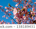 河津櫻花盛開，映襯著藍天－春日美景 138189431