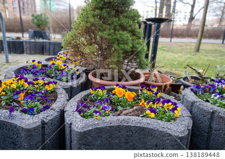 Colorful pansy flowers in stone planters, spring garden decoration with blooming viola in outdoor patio Colorful pansy flowers in stone planters, spring garden decoration with blooming viola in outdoor patio 138189448
