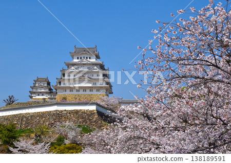 Sakura Himeji castle 138189591