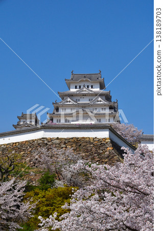 櫻花姬路城堡 櫻花姬路城堡 138189703