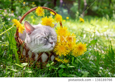 Funny cat lies in a basket on the grass with dandelions. The cat enjoys the summer Funny cat lies in a basket on the grass with dandelions. The cat enjoys the summer 138189766