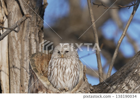 A relaxing Ural owl 138190034