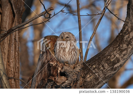 A Hokkaido owl emerging from a cave A Hokkaido owl emerging from a cave 138190036