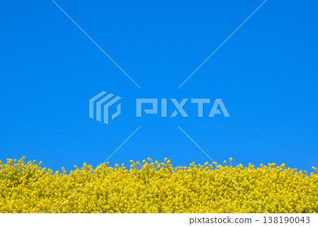 Spring rape field Spring rape field 138190043