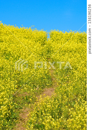 Springtime, a hill covered in rapeseed blossoms Springtime, a hill covered in rapeseed blossoms 138190256