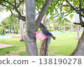 Gray pigeon catching and eating on tree in park. 138190278