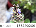 Inflorescence and flower Common Blue Vitex blooming in macro view. 138190280