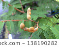 Young tamarind pods on tree 138190282