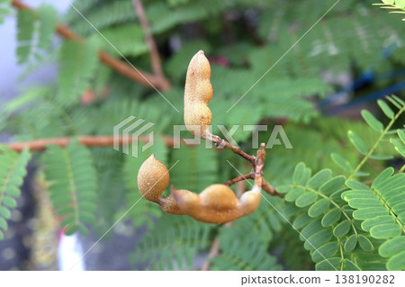 Young tamarind pods on tree Young tamarind pods on tree 138190282