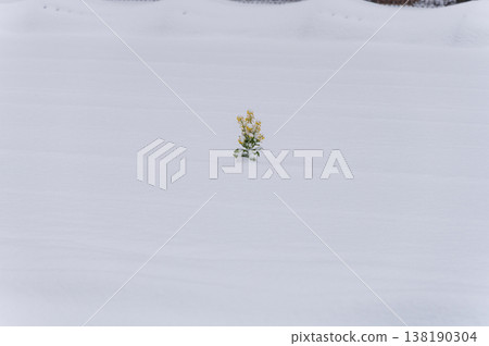 A single rapeseed flower blooming in a snowfield. A single rapeseed flower blooming in a snowfield. 138190304