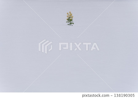 A single rapeseed flower blooming in a snowfield. A single rapeseed flower blooming in a snowfield. 138190305