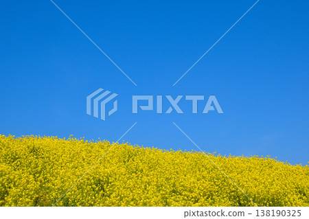 Springtime, a hill covered in rapeseed blossoms 138190325