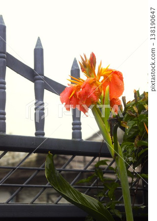 尼泊爾橙色美人蕉花 尼泊爾橙色美人蕉花 138190647